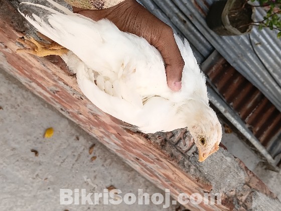 লেয়ার হাইব্রিড মুরগি